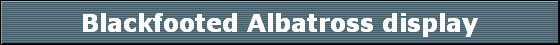 Blackfooted Albatross display