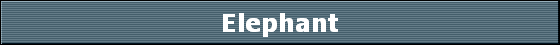 Elephant