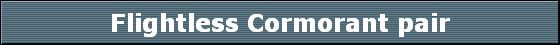 Flightless Cormorant pair