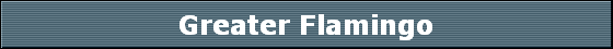 Greater Flamingo