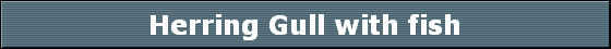Herring Gull with fish