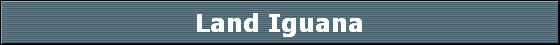 Land Iguana