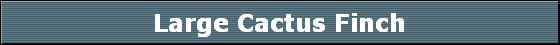 Large Cactus Finch