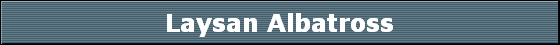 Laysan Albatross
