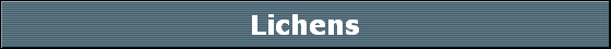 Lichens