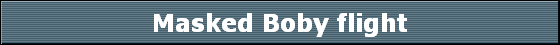 Masked Boby flight