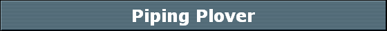 Piping Plover