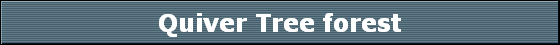 Quiver Tree forest