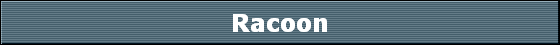 Racoon