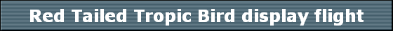 Red Tailed Tropic Bird display flight