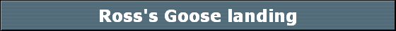 Ross's Goose landing