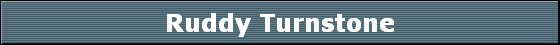 Ruddy Turnstone