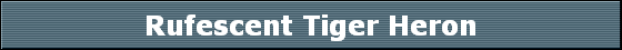 Rufescent Tiger Heron