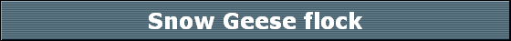 Snow Geese flock