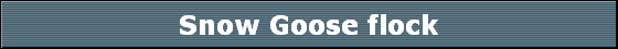 Snow Goose flock