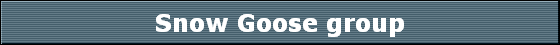 Snow Goose group