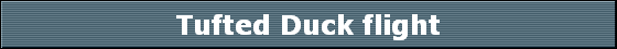 Tufted Duck flight