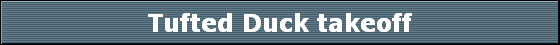 Tufted Duck takeoff